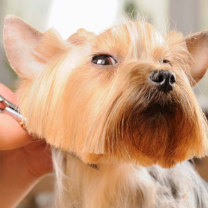 Hair cutting at Adore-a-Dog Grooming Spa